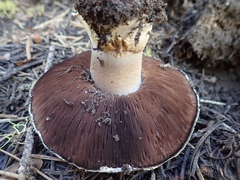 Agaricus moronii