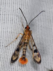 Synanthedon acerni