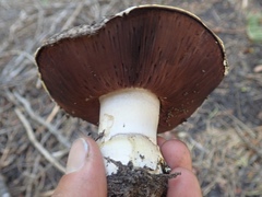 Agaricus moronii