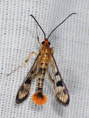 Synanthedon acerni