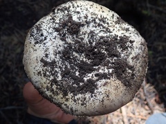Agaricus moronii