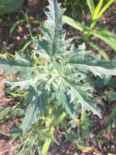 Tatrian Saltbush (Atriplex tatarica)