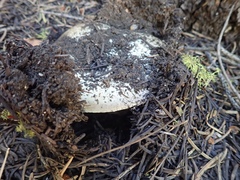 Agaricus moronii