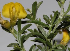 Polhillia obsoleta