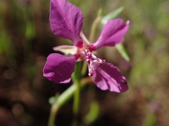 Clarkia rhomboidea