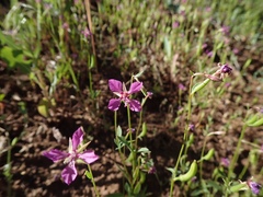 Clarkia rhomboidea
