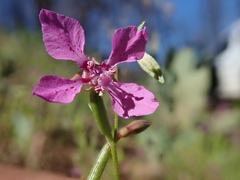 Clarkia rhomboidea