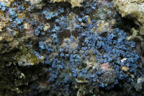 Sarcothelia edmondsoni observed 2010-04-29