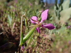 Clarkia rhomboidea