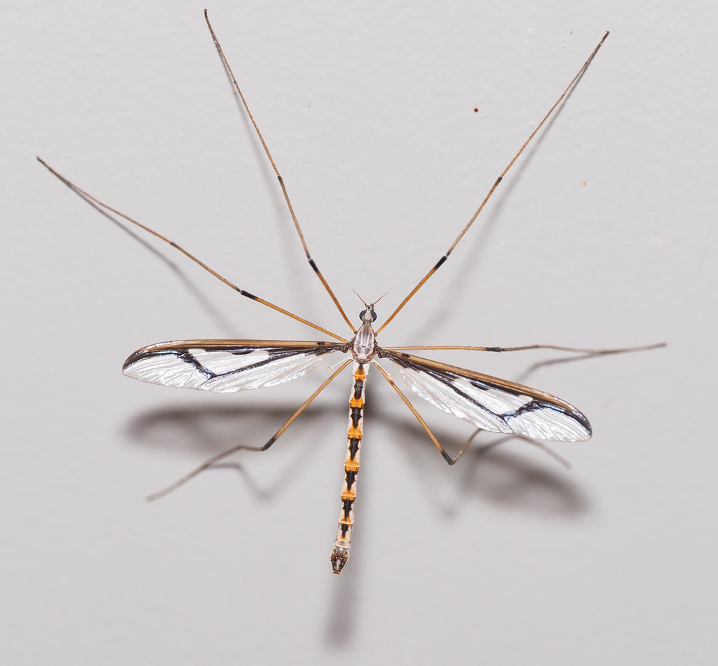 Pedicia margarita