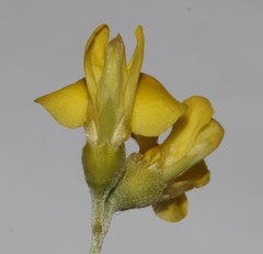 Polhillia obsoleta