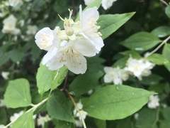 Philadelphus coronarius