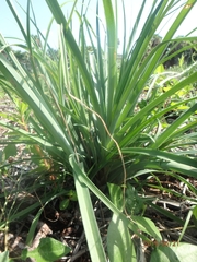Cyperus ligularis