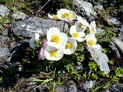 Ranunculus glacialis