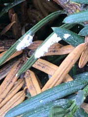 Pulvinaria floccifera