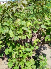 Jatropha curcas