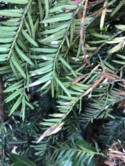 Pulvinaria floccifera