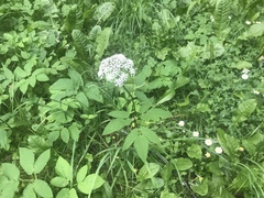 Aegopodium podagraria