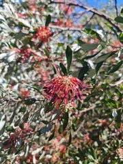 (c) Belinda Forbes, some rights reserved (CC BY) Grevillea olivacea, photograph (c) Belinda Forbes, some rights reserved (CC BY)