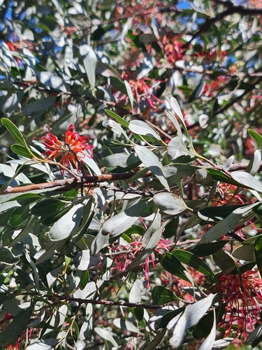 Grevillea olivacea, photograph 4