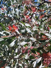 (c) Belinda Forbes, some rights reserved (CC BY) Grevillea olivacea, photograph (c) Belinda Forbes, some rights reserved (CC BY)