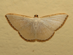 Leuciris