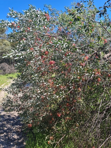 Grevillea olivacea, photograph 5