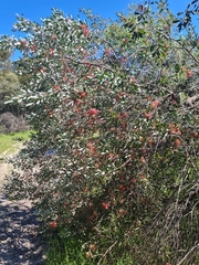 (c) Belinda Forbes, some rights reserved (CC BY) Grevillea olivacea, photograph (c) Belinda Forbes, some rights reserved (CC BY)