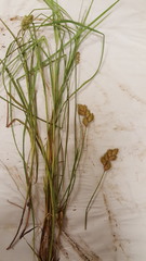 Carex scoparia