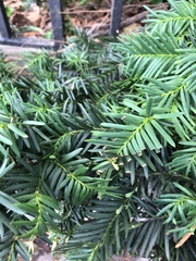 Pulvinaria floccifera