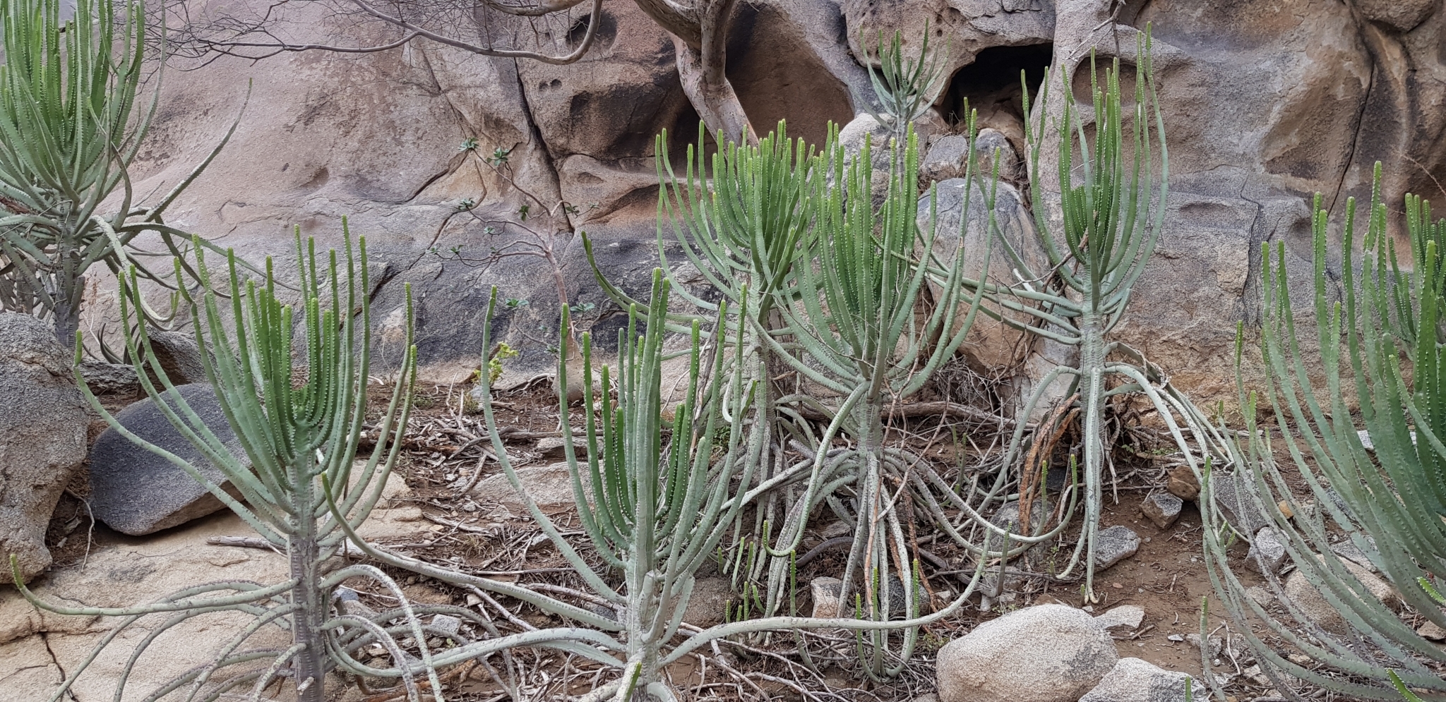 Euphorbia parciramulosa
