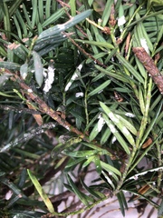 Pulvinaria floccifera