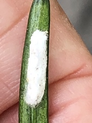 Pulvinaria floccifera