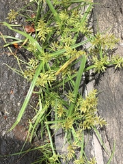 Cyperus microiria