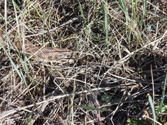 Heterodon nasicus