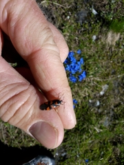 Deraeocoris trifasciatus