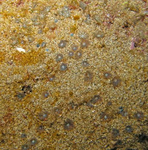 Sarcothelia edmondsoni observed 2014-04-14