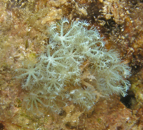 Sarcothelia edmondsoni observed 2014-05-14