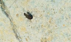 Cicindela sommeri