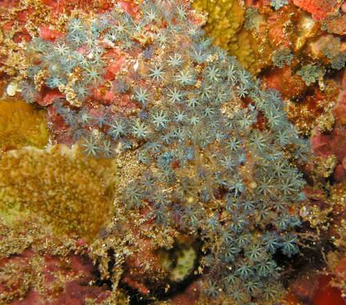 Sarcothelia edmondsoni observed 2017-04-09