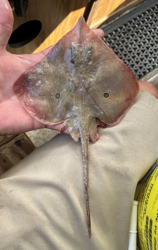 Roundel skate (Raja texana) — Rajidae