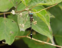 Macrothemis inequiunguis