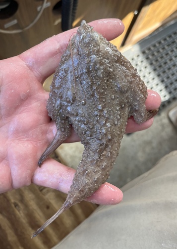 Bespikkelde vleermuisvis (Ogcocephalus pantostictus) — Ogcocephalidae — 5