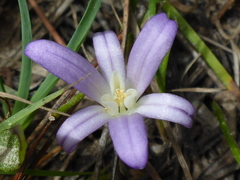 Brodiaea terrestris terrestris