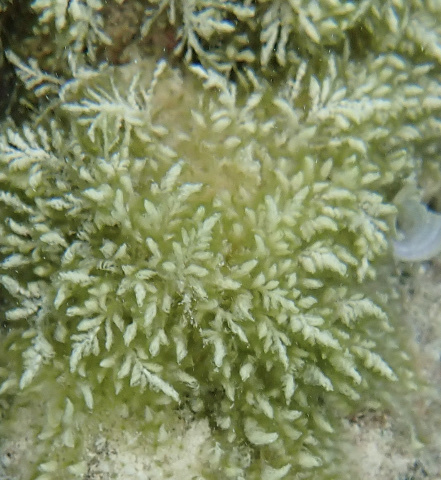 Wrangelia elegantissima