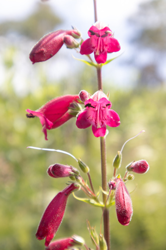 Penstemon roseus