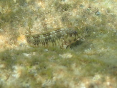 Scartella cristata