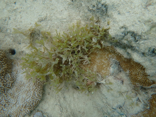 Dictyota acutiloba observed 2024-09-01