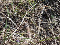 Heterodon nasicus