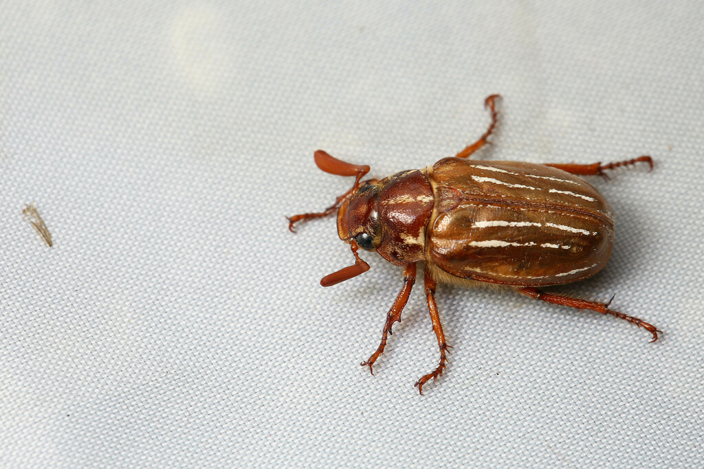Polyphylla minor